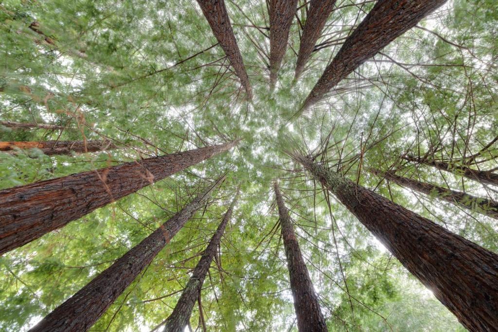 californian coastal redwoods